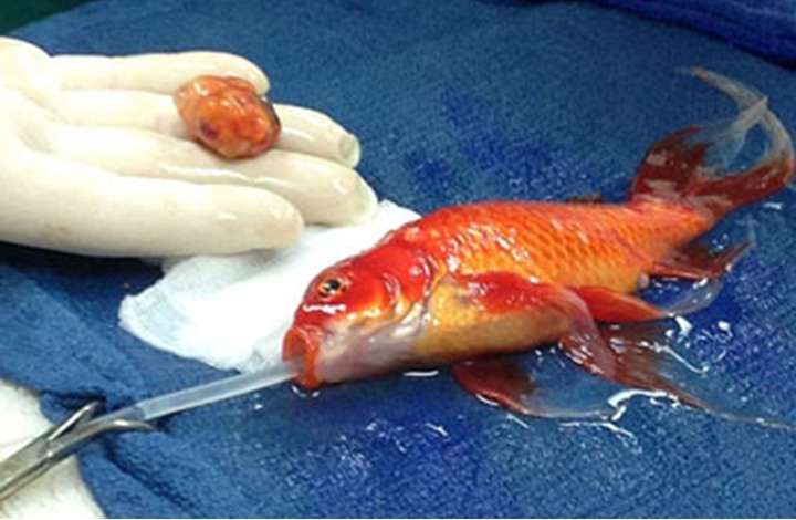 جراحة ناجحة في أستراليا لإزالة ورم من رأس سمكة