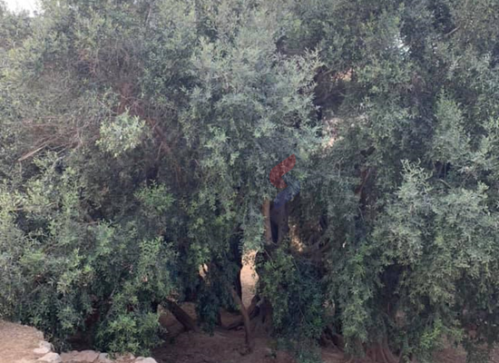 أقدم شجرة زيتون بالعالم وحكاية الحق الفلسطيني المسلوب صور