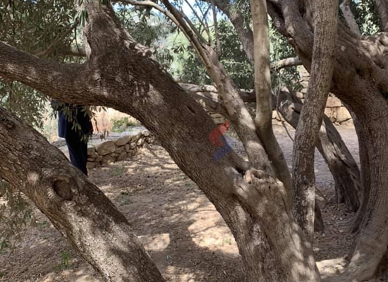 أقدم شجرة زيتون بالعالم وحكاية الحق الفلسطيني المسلوب صور