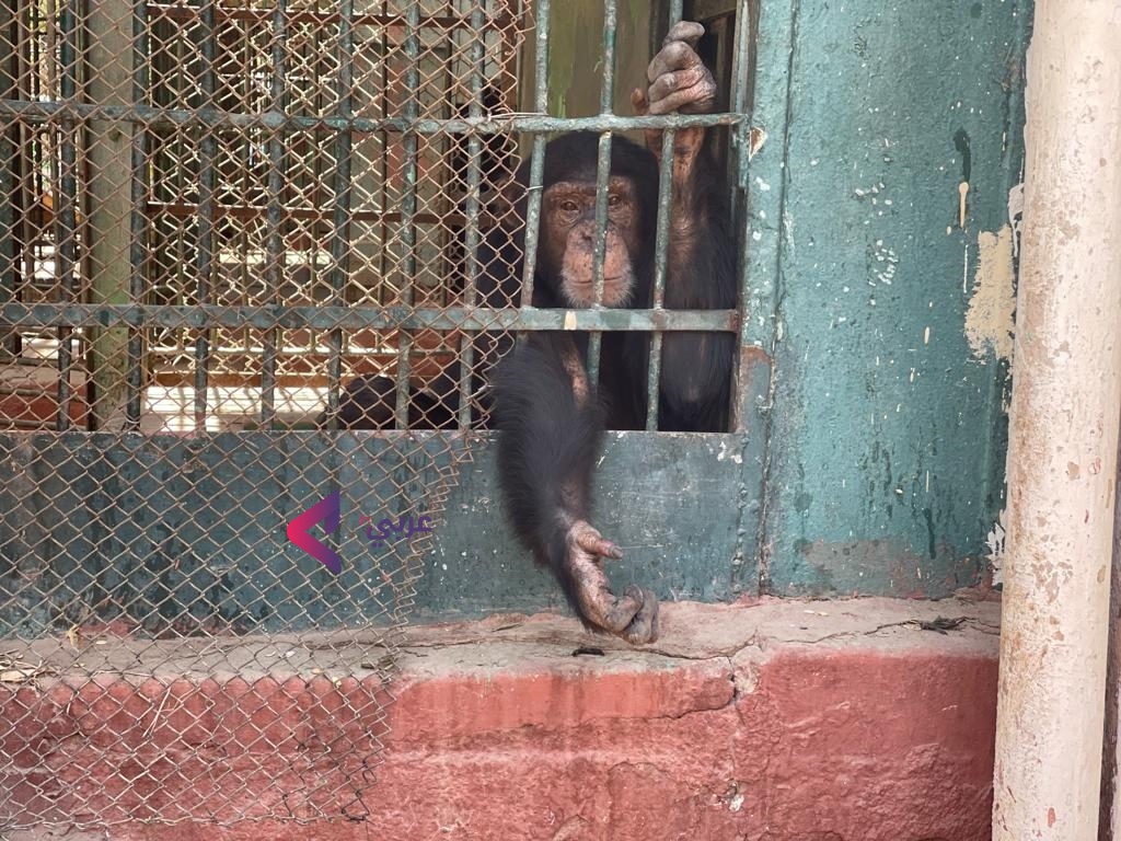 حديقة حيوانات الجيزة في مصر