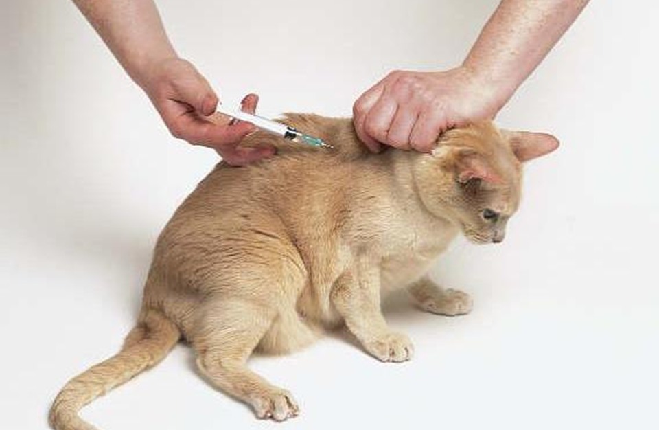 Прививки от укуса кошки. Укол кошке подкожно в холку. Укол собаке подкожно в холку. Укол коту внутримышечно.