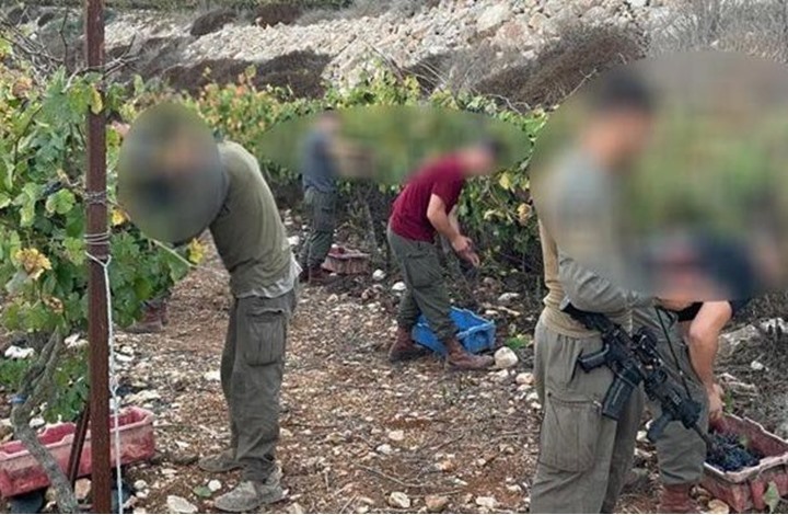 جنود الاحتلال يقدمون يد المساعدة للمستوطنين بقطاف العنب