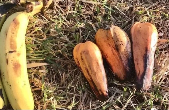 الموز المزيف قد يحل مشكلة الجوع التي يحدثها التغير المناخي