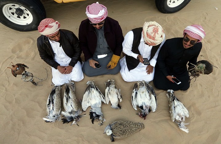 الطير المستخدم لتقوية الرغبة الجنسية لأمراء الخليج قد ينقرض