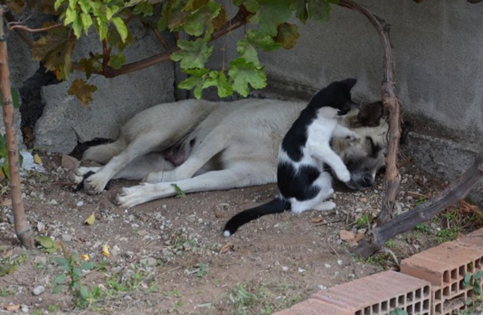 Кошка кормит собак. Собака кормит котят. Собака кормит котят фото. Собака кормит котенок картинки. Фото собака кормит котёнка сисськой.