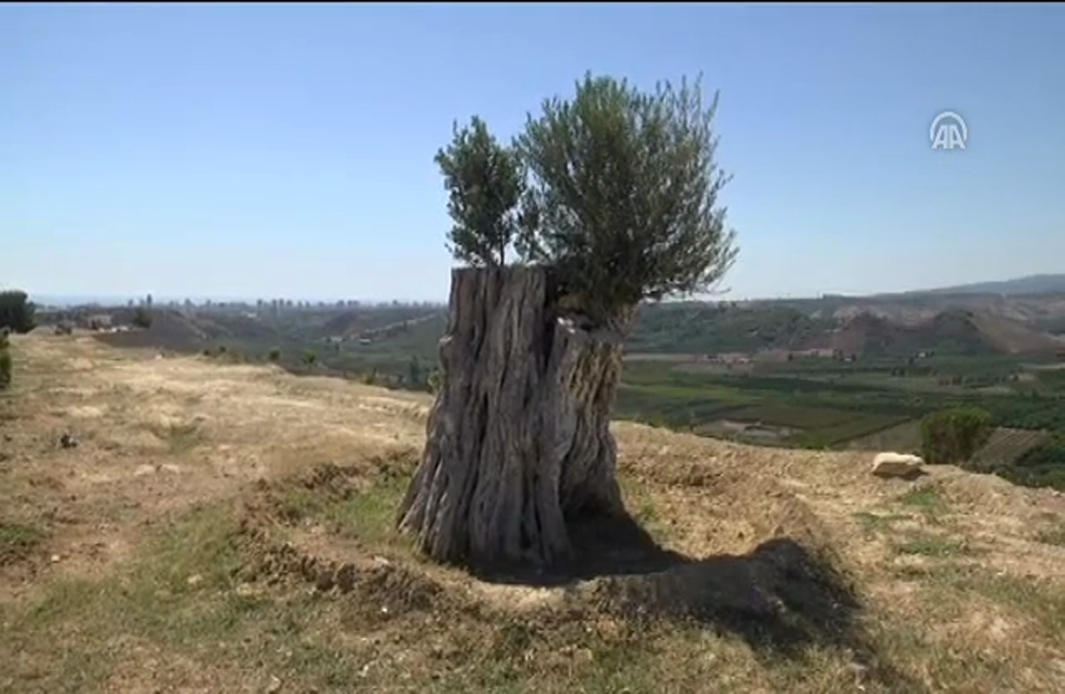 شجرة زيتون عمرها 800 عام تثمر بعد إعادة زراعتها