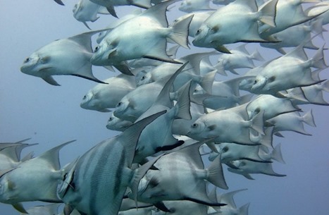 ارتفاع أسعار سمك "الزبيدي" في الكويت لمستويات عالية (شاهد)