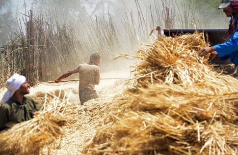 مصر تحذر العالم: الملايين قد يموتون بسبب نقص القمح