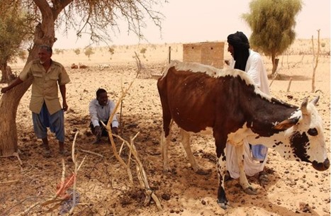 موريتانيا تواجه موجة جفاف هي الأشد منذ نحو نصف قرن (شاهد)
