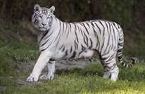 نمر أبيض يقتل موظفا بحديقة حيوان في اليابان