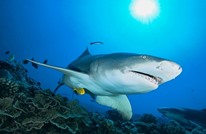 ما السبب الحقيقي وراء مهاجمة أسماك القرش للبشر؟
