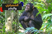 الشمبانزي يتشارك السمات الشخصية مع البشر.. دراسة