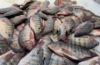 أسعار الأسماك بمصر تواصل الصعود رغم الاكتفاء الذاتي