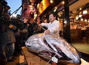 سمكة تونة حمراء تباع بأكثر من 37 ألف دولار