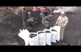 الفحم النباتي بمصر.. ولادة الطاقة السوداء من رحم الأشجار