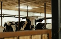 شركة كورية تعتذر عن إعلان يُشبّه النساء بـ"البقر" (شاهد)