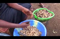 تجارة الحلزون.. "الذهب" الزاحف على سواحل الكاميرون (فيديو)