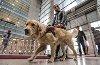 تعرف على قصة الكلب "تابس".. وتجوله داخل محاكم تركيا (صور)