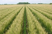تزايد ثاني أكسيد الكربون يقلل الغذاء في المحاصيل