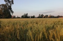 ما خيارات مصر لتأمين القمح.. كم سعره بـ"موسم كورونا"؟