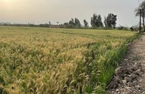 مصر تمنع تداول القمح المحلي حتى نهاية أغسطس