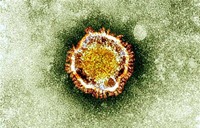 المغرب تتخذ الإجراءات لمنع عدوى فيروسي كورونا وأيبولا