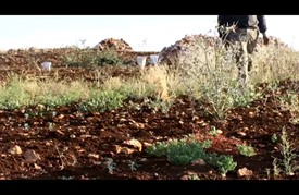 غياب المؤهِّلات يكبّل المزارعين السوريين في مواجهة الجراد