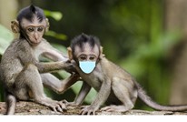 إليك كل ما نعرفه حتى الآن عن مرض جدري القرود.. لا لقاح حاليا