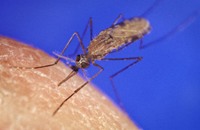 الملاريا تنتشر في أسوان وتصيب المصريين بالقلق