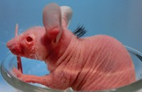 اكتشاف حيوان ثديي يشبه الفأر ويتصل وراثيا بالفيل