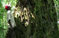 خشب كيفازينغو المقدس في الغابون ضحية الاتجار غير الشرعي