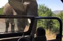 كيف تصرف الممثل العالمي شوارزنيجر حين هاجمه فيل؟ (شاهد)