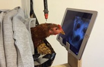 دجاجة مريضة تتابع "ناشونال جيوغرافيك" لحين تعافيها (فيديو)
