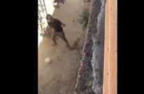 محرز يلعب الكرة حافي القدمين بقريته في الجزائر (فيديو)