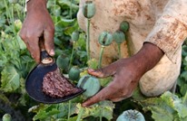 الكشف عن أرقام صادمة لزراعة الأفيون في أفغانستان