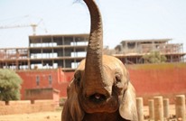 فيل هائج يقتل 14 شخصا في الهند