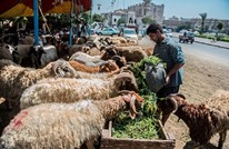 "رواج الصكوك" يعرقل تعافي أسواق الأضاحي في مصر (شاهد)