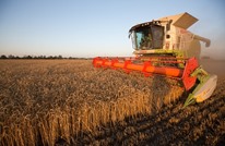 مصر تشتري القمح بزيادة 44%؜ عن أسعار ما قبل حرب أوكرانيا