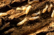 دراسات تتوقع اختفاء الفراش والنمل بعد مرور 100 عام