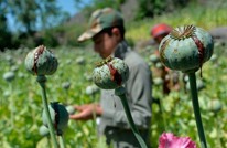 إندبندنت: هل تخشى أوروبا من حظر زراعة المخدرات بأفغانستان؟