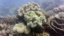 ارتفاع درجة حرارة البحر يهدد الريف المرجاني في قطر