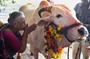 هجمات الأبقار قضية ساخنة تتبناها المعارضة بانتخابات الهند