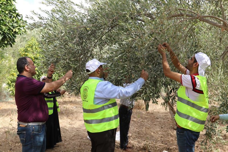 اهمية شجرة الزيتون في فلسطين
